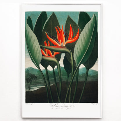 Closeup detail of Vibrant botanical illustration of The Queen Plant by Robert John Thornton featuring lush green leaves and orange accents from The Temple of Flora
