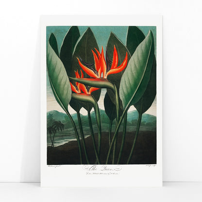 Vibrant botanical illustration of The Queen Plant by Robert John Thornton featuring lush green leaves and orange accents from The Temple of Flora, framed and displayed in modern living room decor