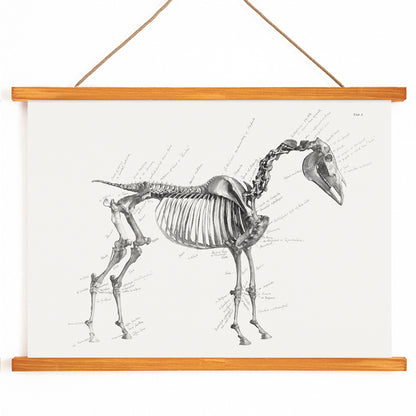 Detailed horse skeleton illustration with anatomical labels by George Stubbs from The anatomy of the horse artwork, with wooden magnetic frame on white background