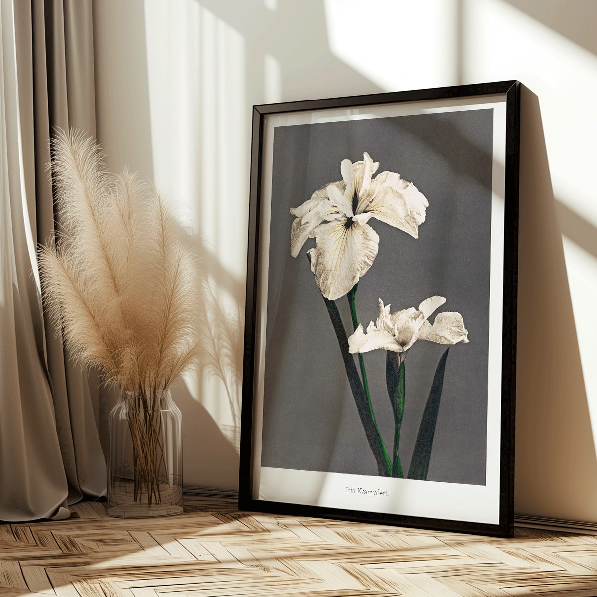 Iris Kaempferi white irises hand colored collotype art by Kazumasa Ogawa from Some Japanese Flowers poster with delicate details, framed and displayed in home decor