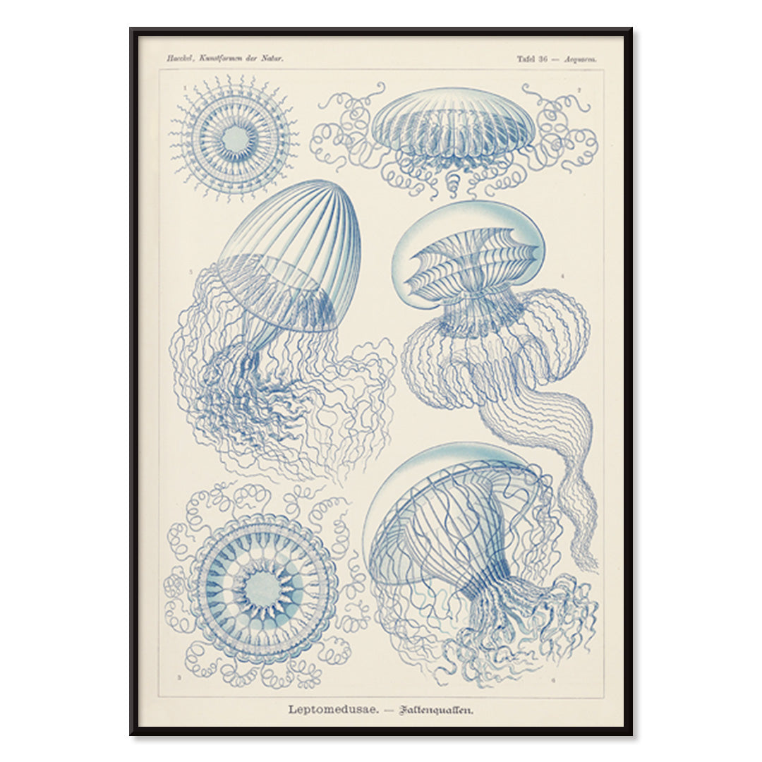 Detailed blue scientific illustration of Leptomedusae jellyfish by Ernst Haeckel poster wall decor, with black aluminium frame on white background