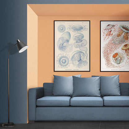 Detailed blue scientific illustration of Leptomedusae jellyfish by Ernst Haeckel poster wall decor, framed and displayed in home decor