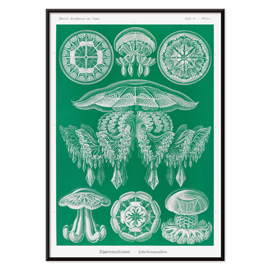 Detailed jellyfish illustrations Discomedusae Scheibenquallen by Ernst Haeckel wall art poster Kunstformen der Natur decor, with black aluminium frame on white background