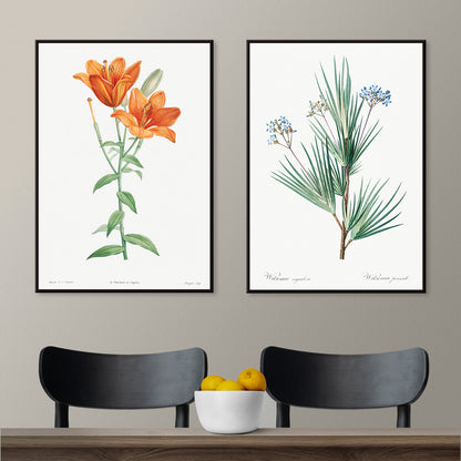 Orange bulbous lily botanical illustration poster from La botanique de J J Rousseau by Pierre Joseph Redoute, framed and displayed in home decor