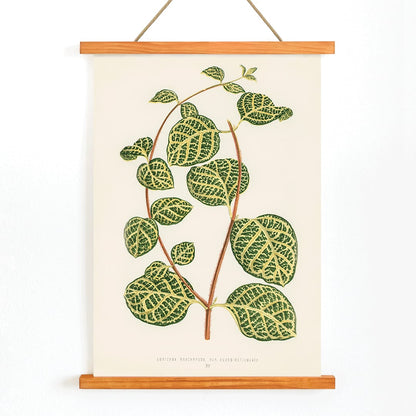 Botanical illustration poster of Lonicera Brachypoda by Shirley Hibberd featuring green and yellow variegated leaves, with wooden magnetic frame on white background