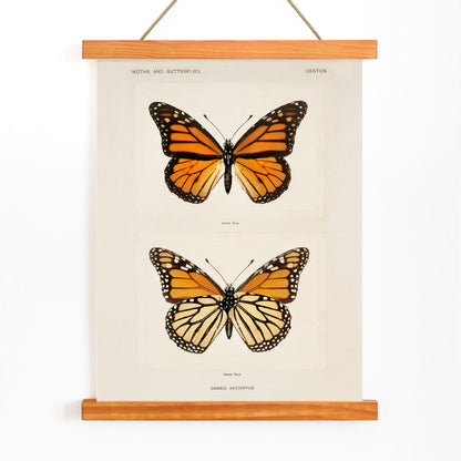 Monarch Butterfly Danais Archippus vintage illustration and detailed poster from Moths and Butterflies of the United States by Sherman F Denton, with wooden magnetic frame on white background