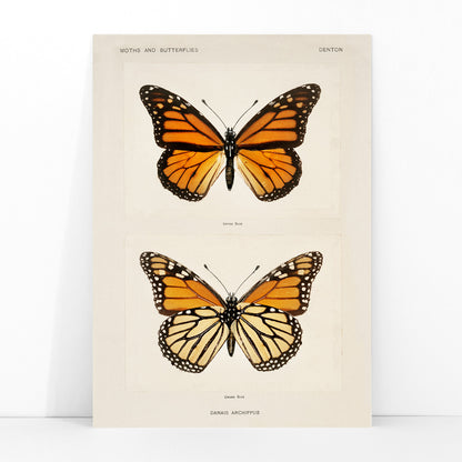 Monarch Butterfly Danais Archippus vintage illustration and detailed poster from Moths and Butterflies of the United States by Sherman F Denton, framed and displayed in modern living room decor