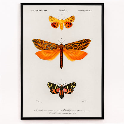 Closeup detail of Colorful moth species illustrated by Charles Dessalines D Orbigny poster featuring different types of moths artwork