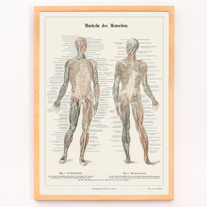 Closeup detail of Antique lithograph poster of the human musculature system from Meyers Konversations Lexikon encyclopedia