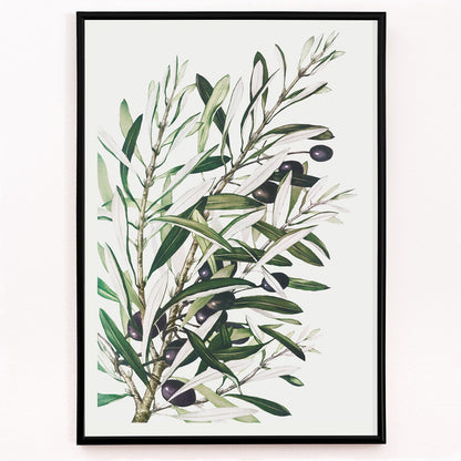 Closeup detail of Olive branches botanical illustration and poster with green leaves and black olives by L Prang and Co from Picture Collection wall decor