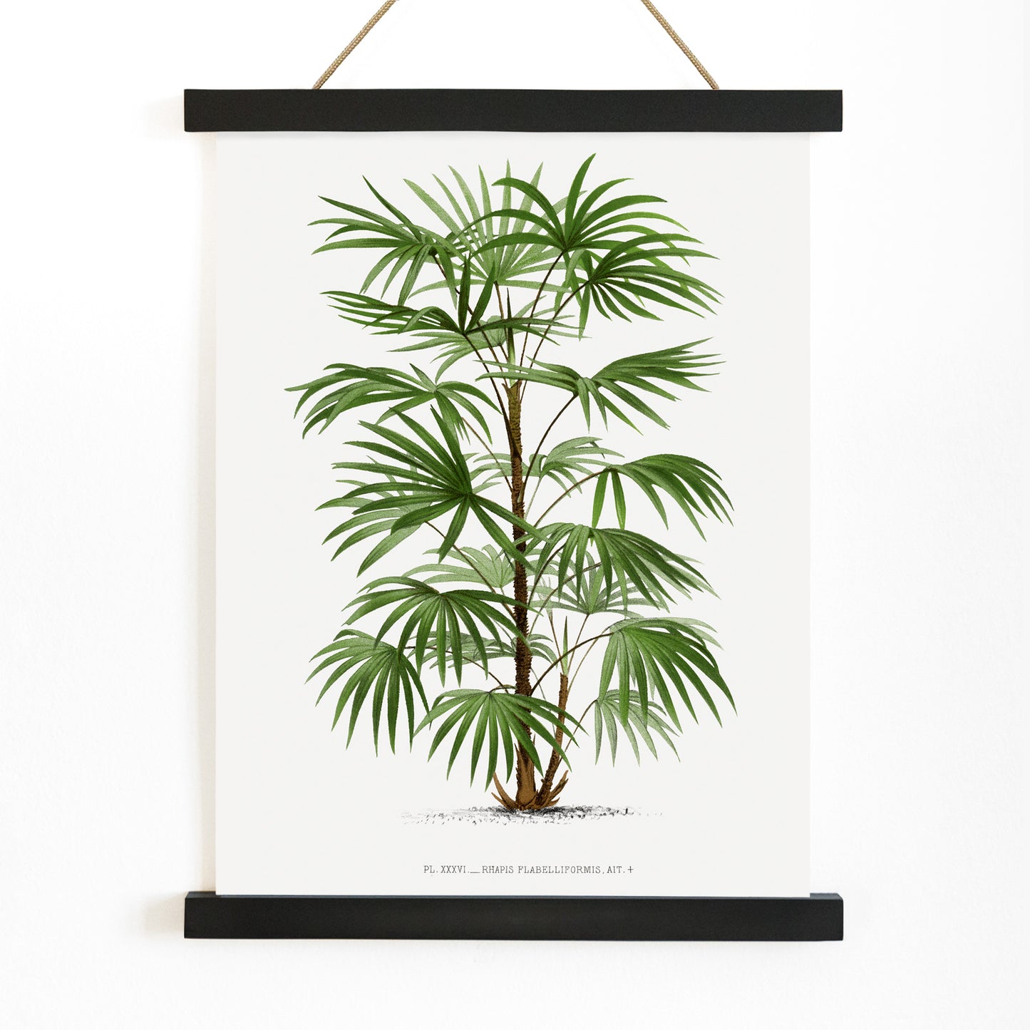 Botanical illustration poster of a palm tree from Les Palmiers Histoire Iconographique by Oswald de Kerchove de Denterghem, with wooden magnetic frame on white background