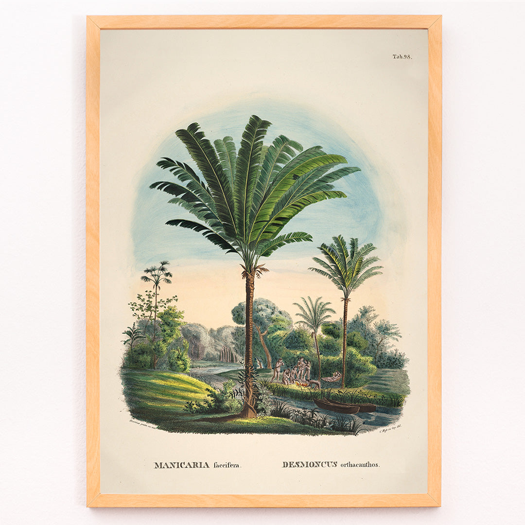 Closeup detail of Tropical palm trees and river landscape illustration poster featuring Desmoncus orthacanthos artwork from Historia Naturalis Palmarum by Carl Friedrich Philipp von Martius