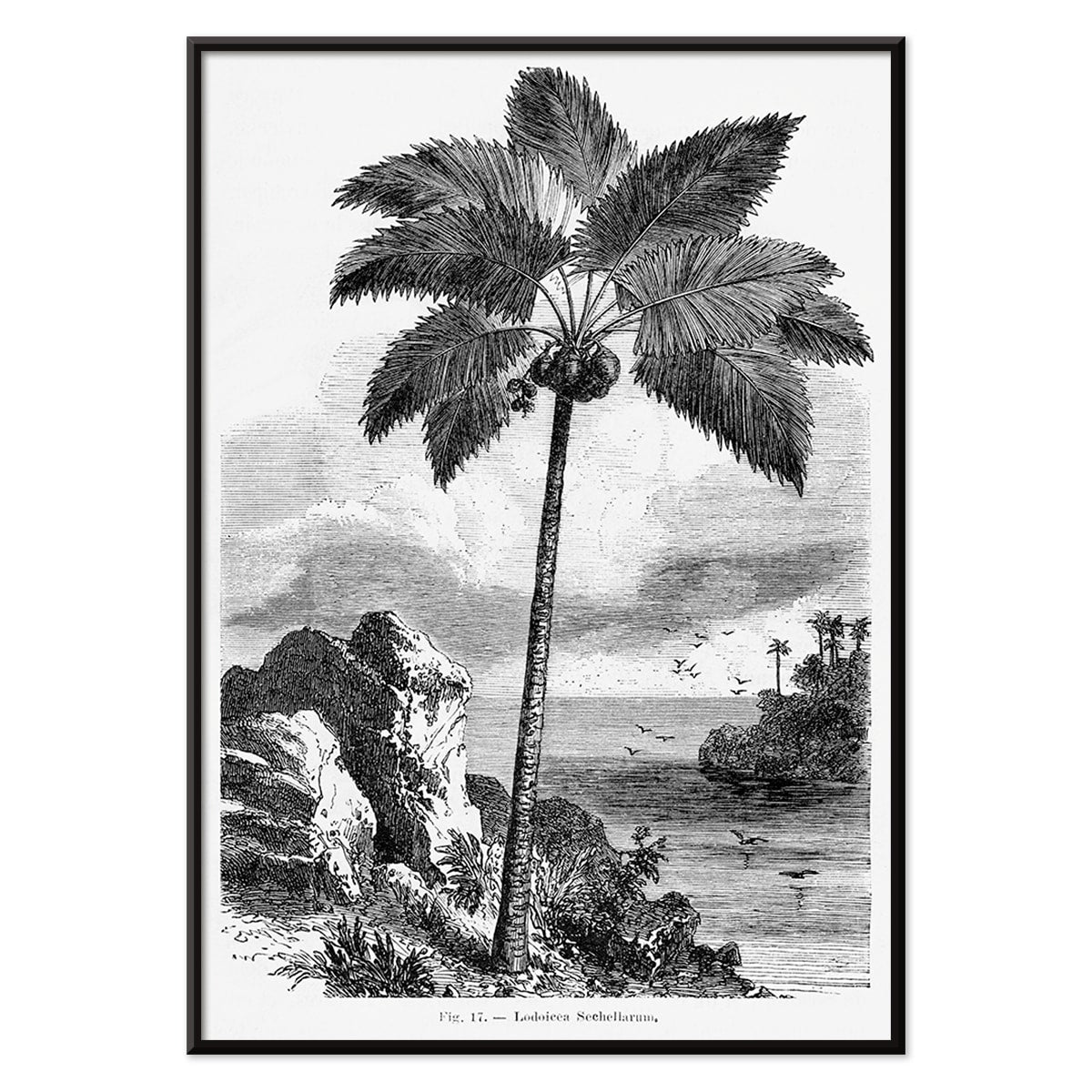 Palm tree illustration and poster by Oswald de Kerchove de Denterghem from Les Palmiers Histoire Iconographique, with black aluminium frame on white background
