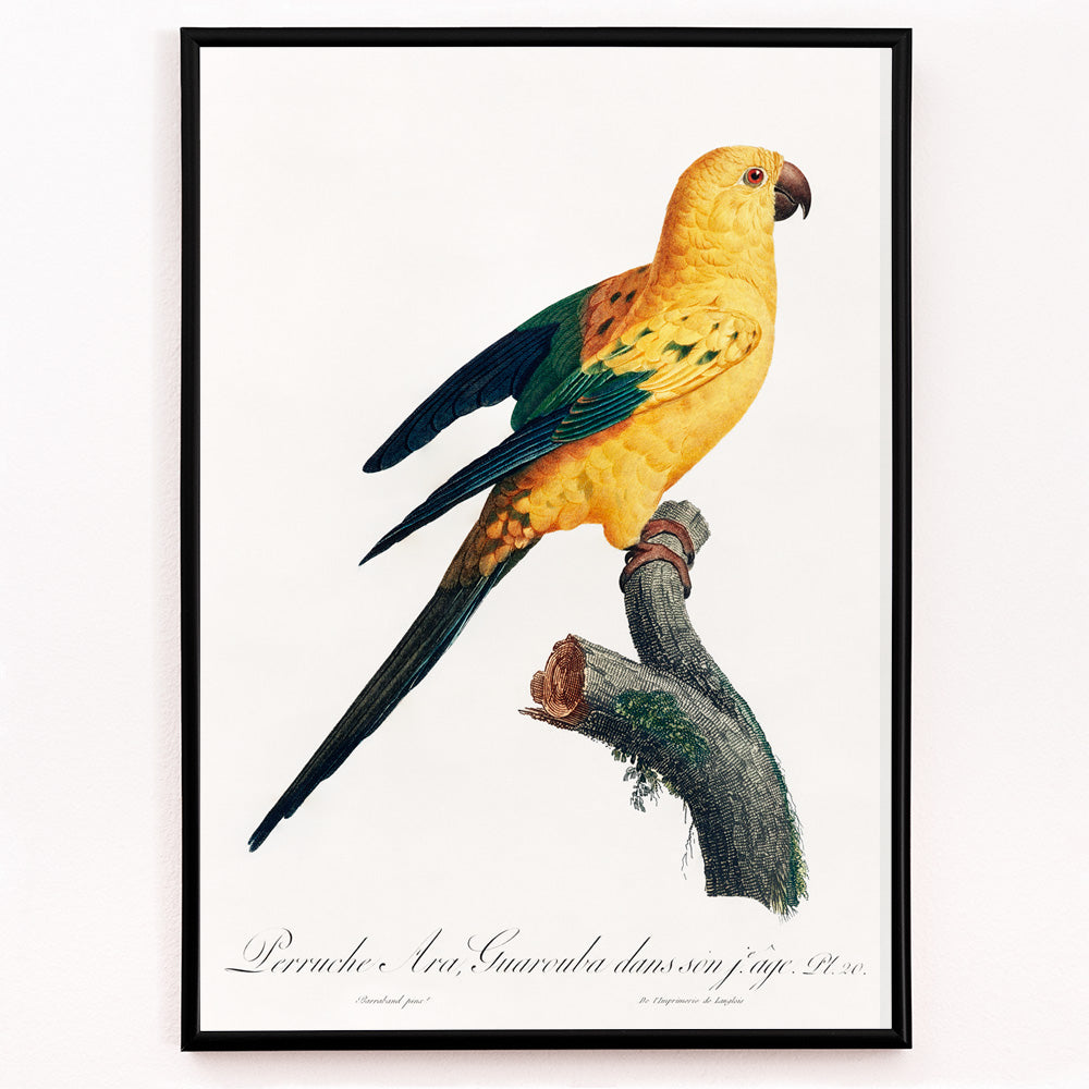 Closeup detail of Colorful Sun Parakeet perched on branch illustration by Francois Levaillant from Natural History of Parrots artwork poster