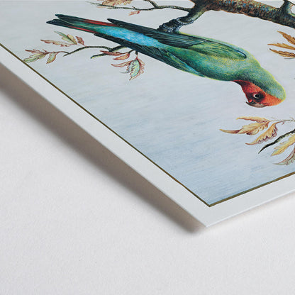 Closeup detail of Colorful parrot on a tree branch with mountain landscape Bird Study painting by George Edwards poster artwork
