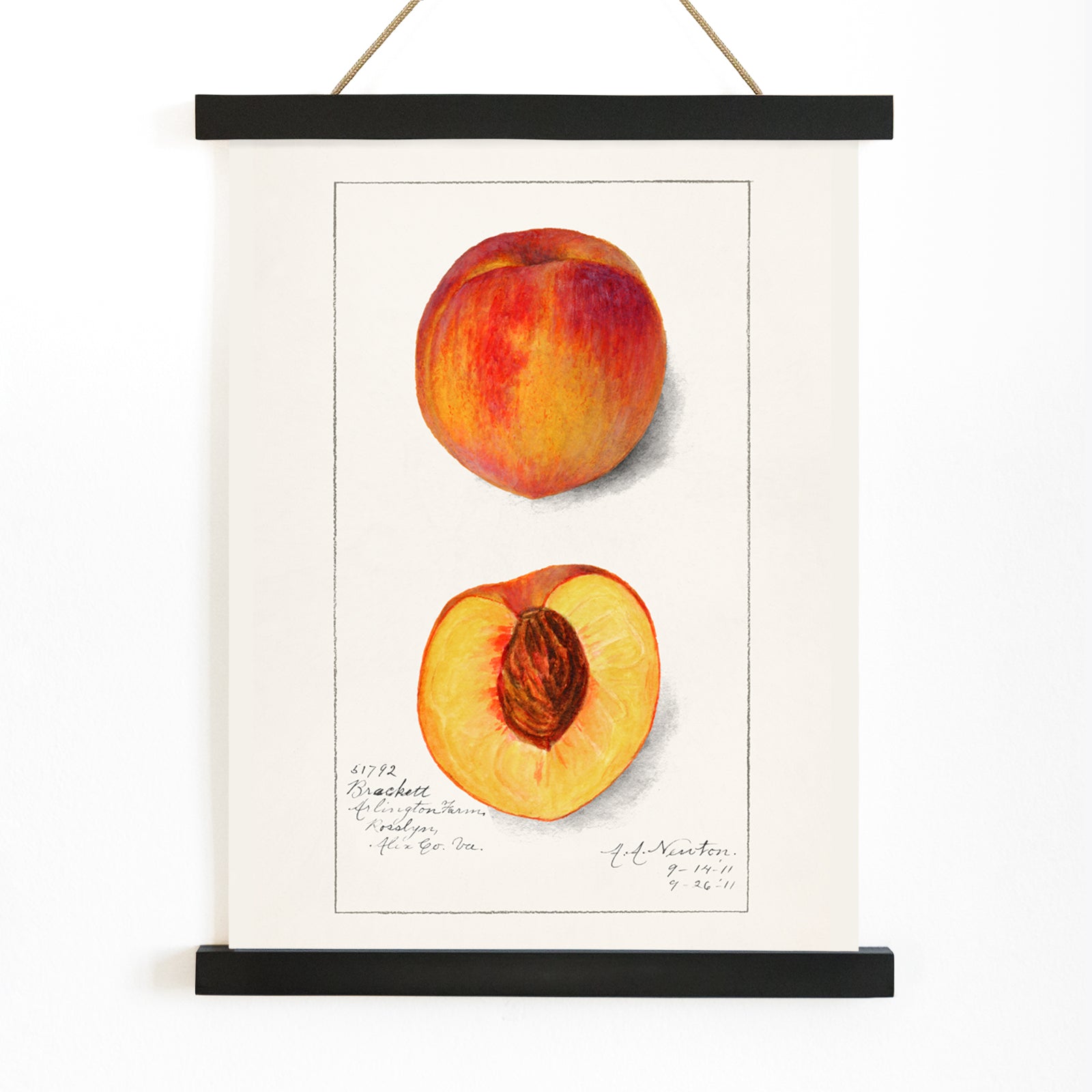 Botanical illustration and poster of peaches Prunus Persica by Amanda Almira Newton showing whole and half peach artwork, with wooden magnetic frame on white background