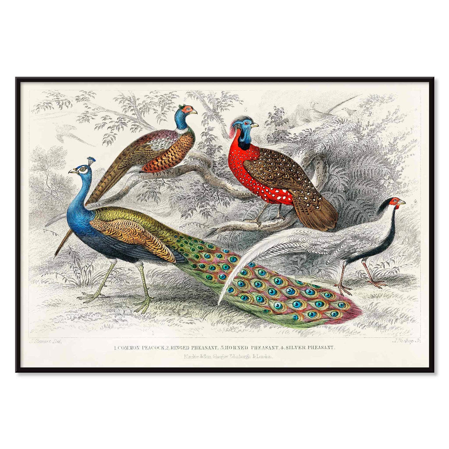 Vibrant illustration and poster of peacock and pheasants including Common Peacock Ringed Pheasant Horned Pheasant and Silver Pheasant by Oliver Goldsmith from A History of the Earth and Animated Nature, with black aluminium frame on white background
