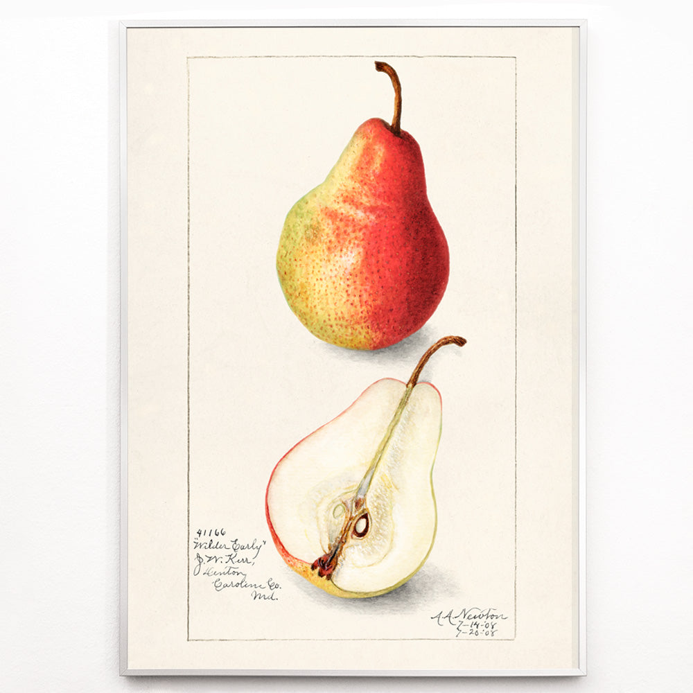 Closeup detail of Botanical illustration and poster of ripe pear whole and sliced Pear Pyrus Communis by Amanda Almira Newton