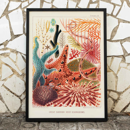 Colorful poster of Great Barrier Reef echinoderms by William Saville-Kent from The Great Barrier Reef of Australia, framed and displayed in modern living room decor