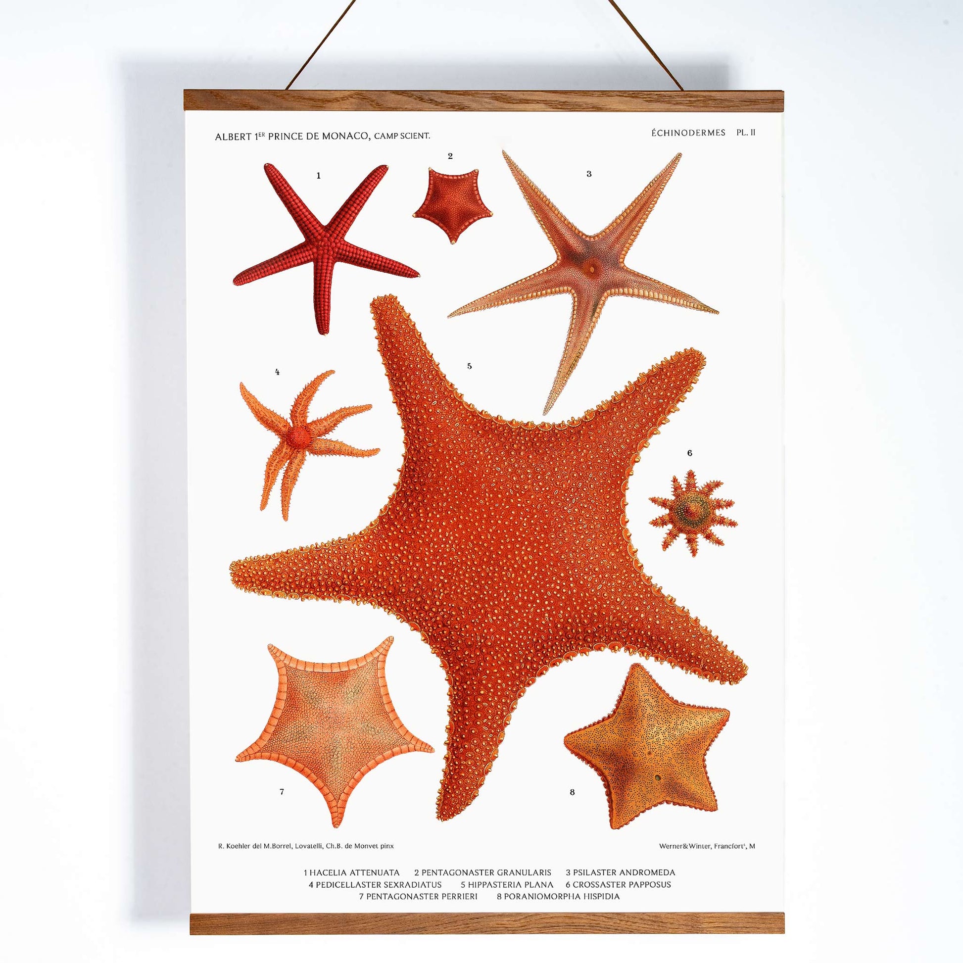 Starfish varieties illustration poster by Albert I Prince of Monaco from Resultats des Campagnes Scientifiques featuring detailed scientific drawings, with wooden magnetic frame on white background