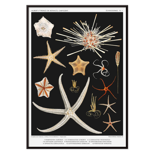Starfish varieties illustration and poster by Albert I Prince of Monaco from the artwork Resultats des Campagnes Scientifiques, with black aluminium frame on white background