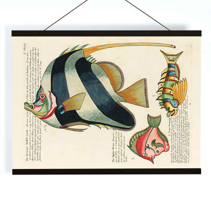 Colourful surreal fish illustrations and poster by Louis Renard from Histoire naturelle des plus rares curiositez de la mer des Indes, with wooden magnetic frame on white background