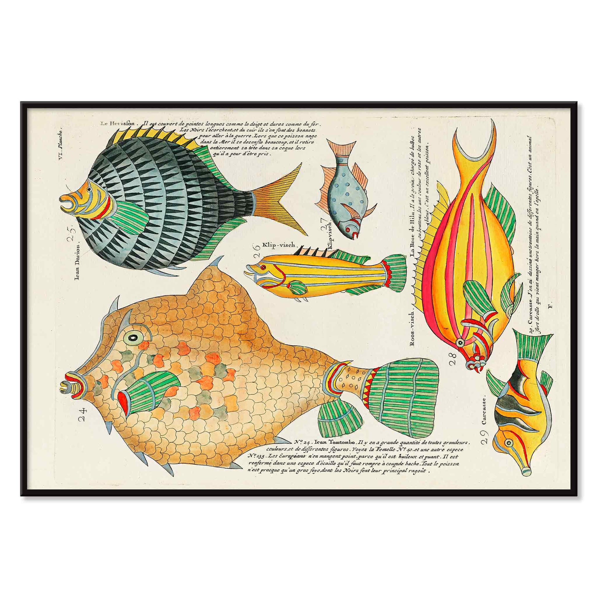 Colourful surreal fish illustrations by Louis Renard from Histoire naturelle des plus rares curiositez de la mer poster, with black aluminium frame on white background