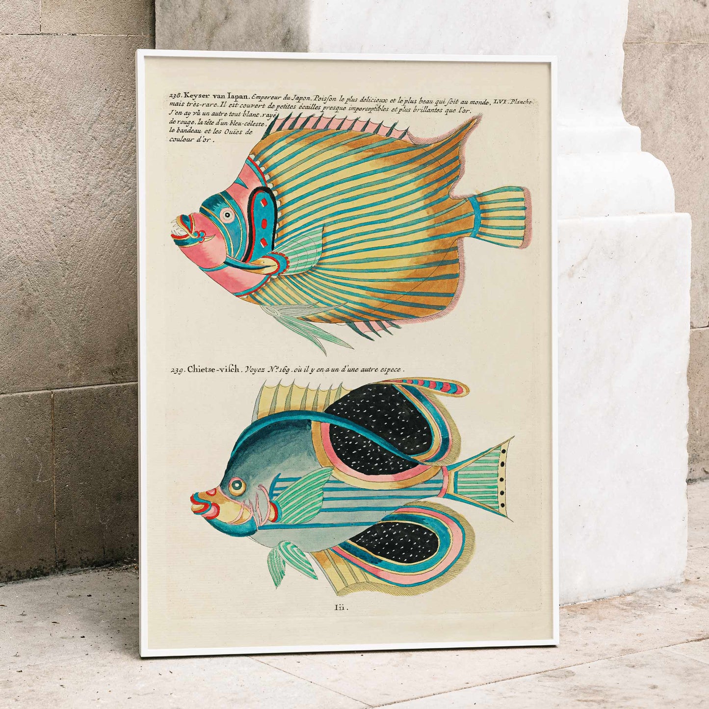 Colorful surreal fish illustrations poster by Louis Renard from Histoire naturelle des plus rares curiositez de la mer des Indes Moluccas and East Indies, framed and displayed in modern living room decor