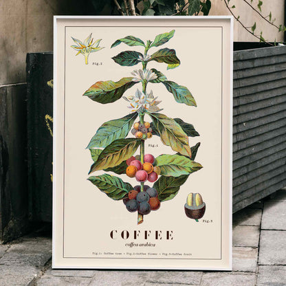 Botanical illustration of Coffea arabica plant with fruits and flowers by Davis Sacker and Perkins, framed and displayed in home decor