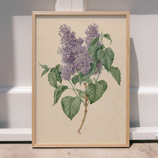Botanical illustration poster of purple lilacs with green leaves titled Purple Lilacs by Maria Geertruida Barbiers-Snabilie, framed and displayed in home decor