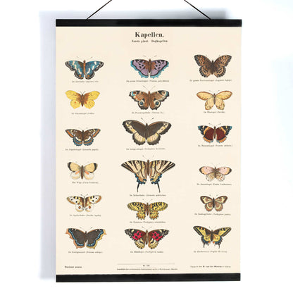 Vintage butterfly illustration and poster showing various butterfly species from Collection of Butterflies by Ernst Frohlich detailed artwork, with wooden magnetic frame on white background