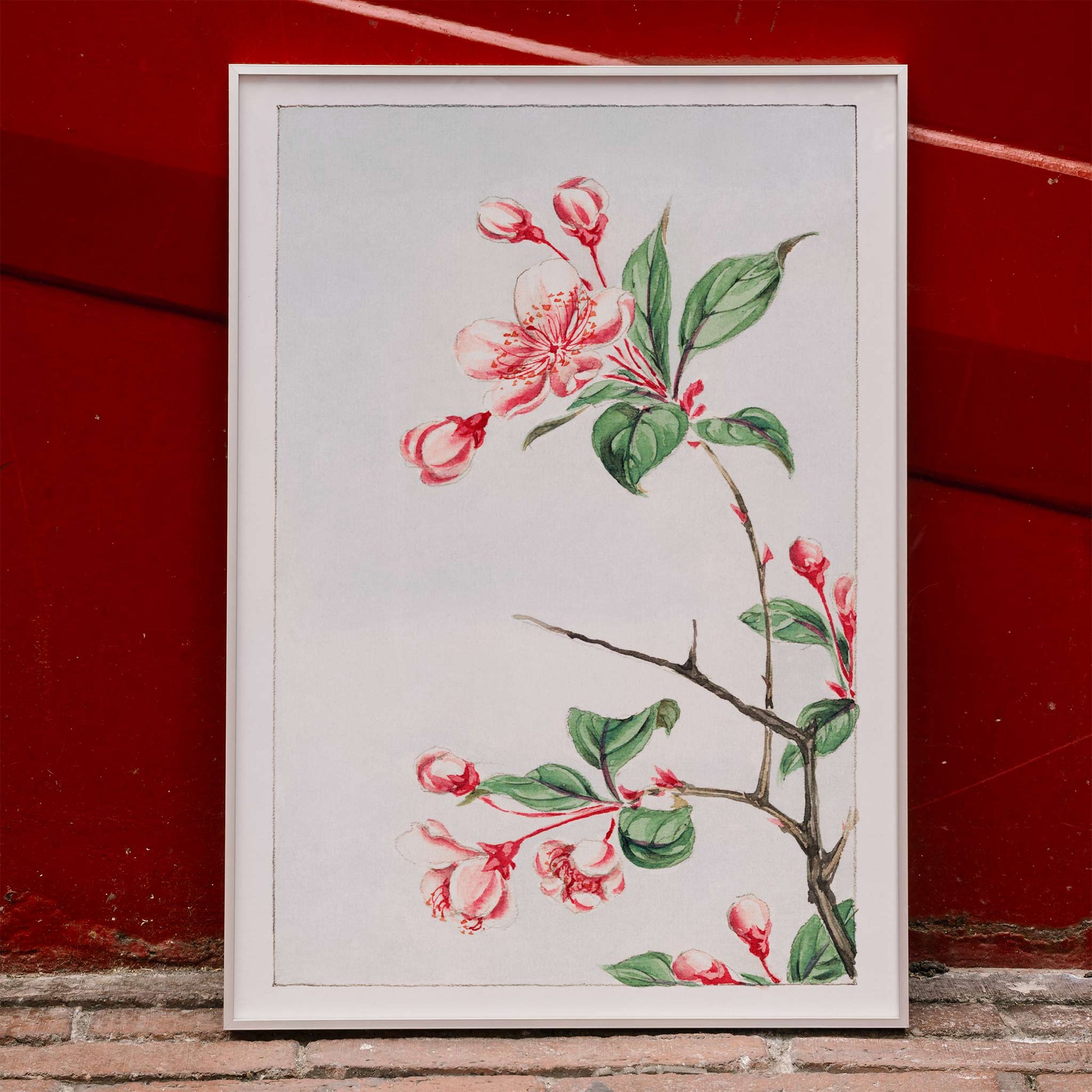 Botanical illustration and poster of pink and red cherry blossom branch with green leaves Kaido pyrus spectabalis by Megata Morikaga, framed and displayed in home decor
