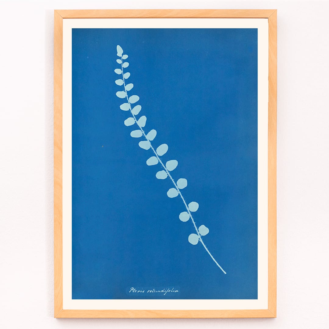 Botanical cyanotype print and poster of Pteris rotundifolia by Anna Atkins featuring a light blue fern leaf on dark blue background, framed and displayed in modern living room decor