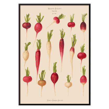 Poster of various radish illustrations from Album Benary by Ernst Benary featuring different shapes and colors, with black aluminium frame on white background