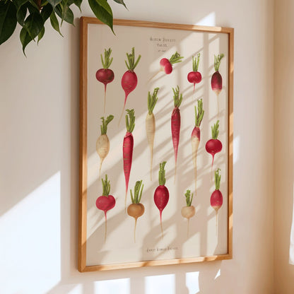 Poster of various radish illustrations from Album Benary by Ernst Benary featuring different shapes and colors, framed and displayed in home decor