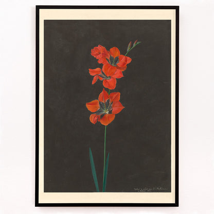 Closeup detail of Vibrant red lily flower illustration by F L Hoffmann botanical artwork on dark background wall decor poster