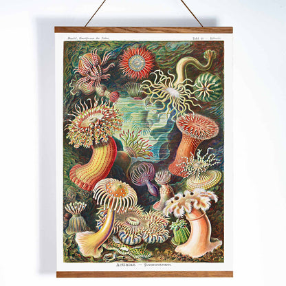 Colorful sea anemones underwater illustration and poster in various shapes and sizes from Actiniae Seeanemonen by Ernst Haeckel, with wooden magnetic frame on white background