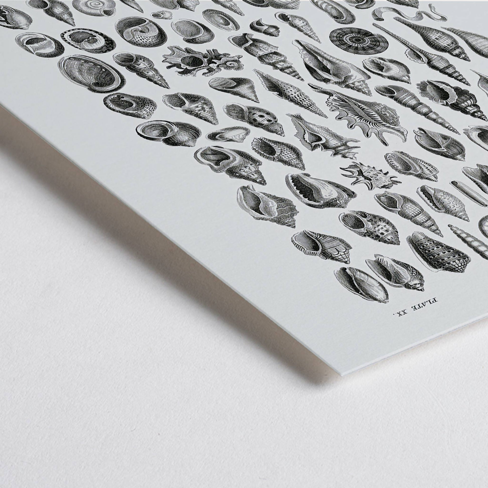 Closeup detail of Vintage seashell illustration and detailed seashell poster by Oliver Goldsmith from A History of the Earth and Animated Nature perfect for natural history decor and study