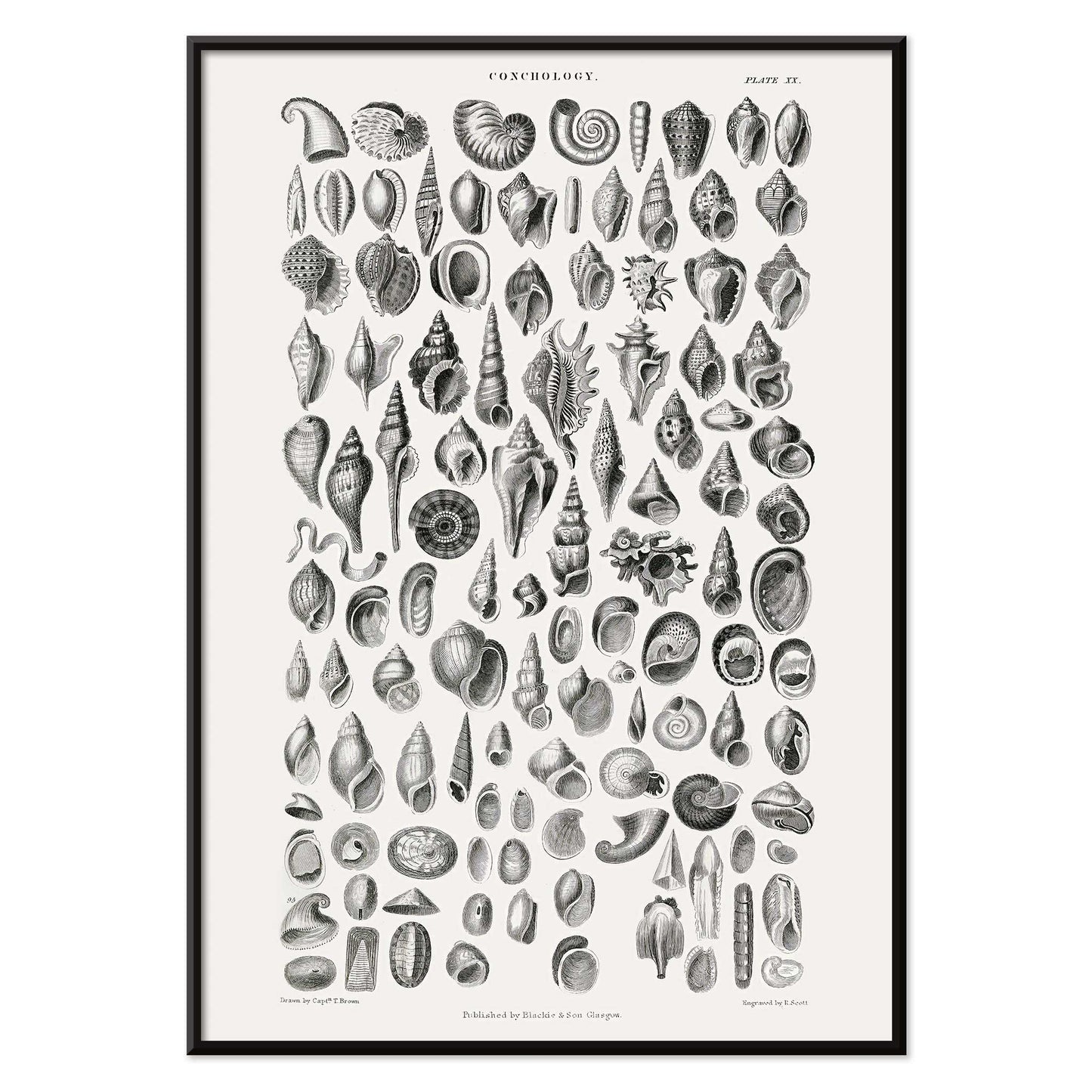 Vintage seashell illustration and detailed seashell poster by Oliver Goldsmith from A History of the Earth and Animated Nature perfect for natural history decor and study, with black aluminium frame on white background