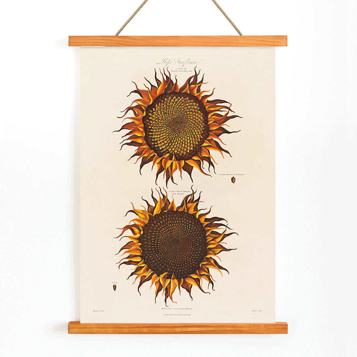 Botanical illustration of two vibrant orange sunflowers titled Ripe Sunflower by Robert John Thornton, with wooden magnetic frame on white background