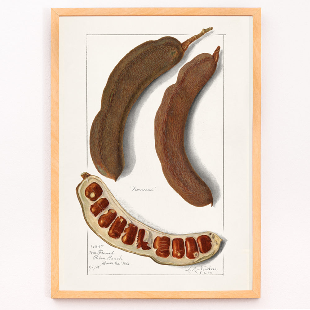 Closeup detail of Botanical illustration and poster of Indian Tamarind Tamarindus Indica by Amanda Almira Newton featuring pods seeds and botanical artwork
