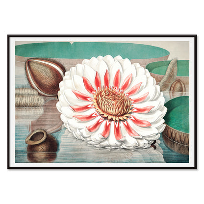The Victoria Regia or the Great Water Lily of America by William Sharp vibrant painting and poster with large detailed flower on water, with black aluminium frame on white background