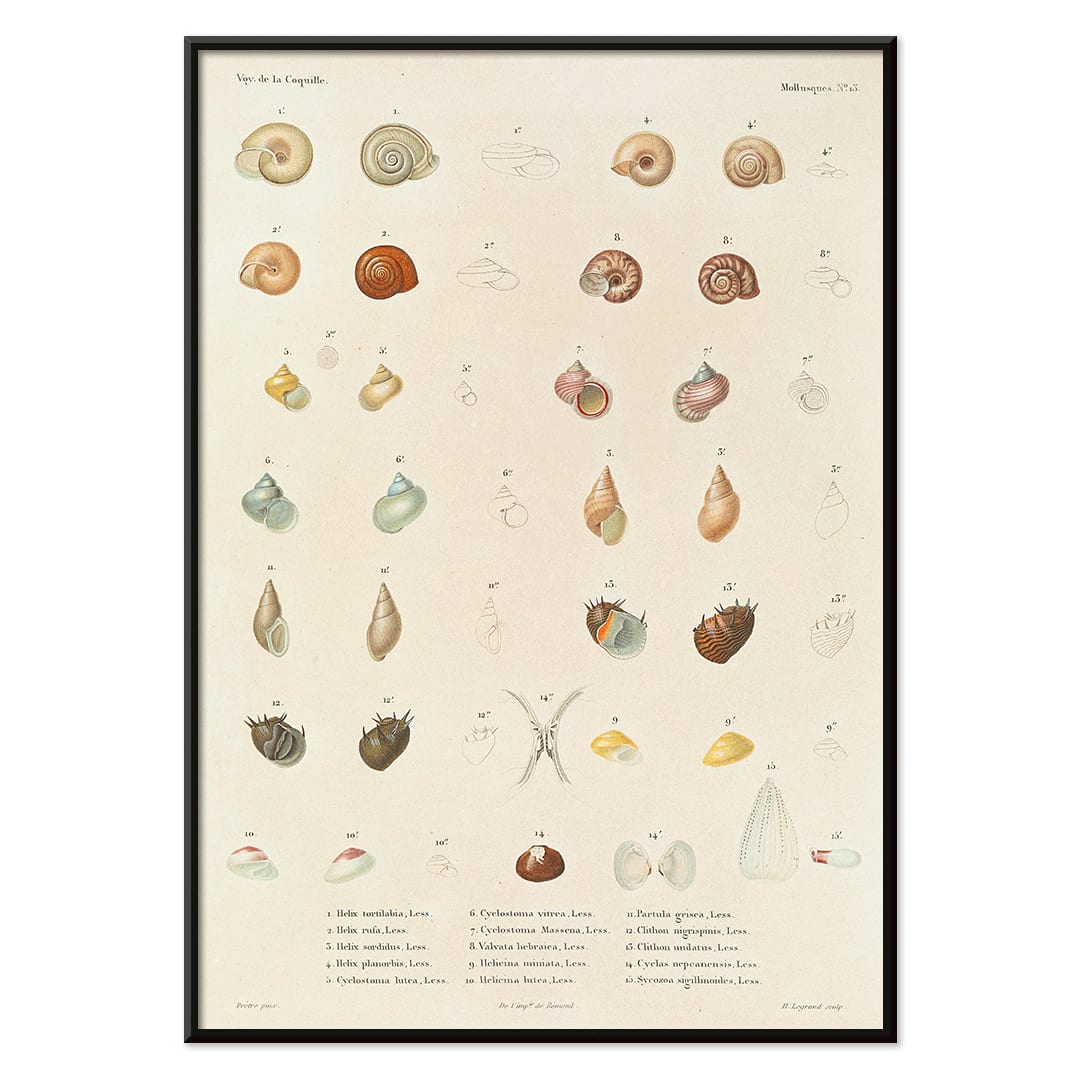 Sea shells illustration and poster from Voyage autour du monde by Louis Isidore Duperrey Pl 058, with black aluminium frame on white background