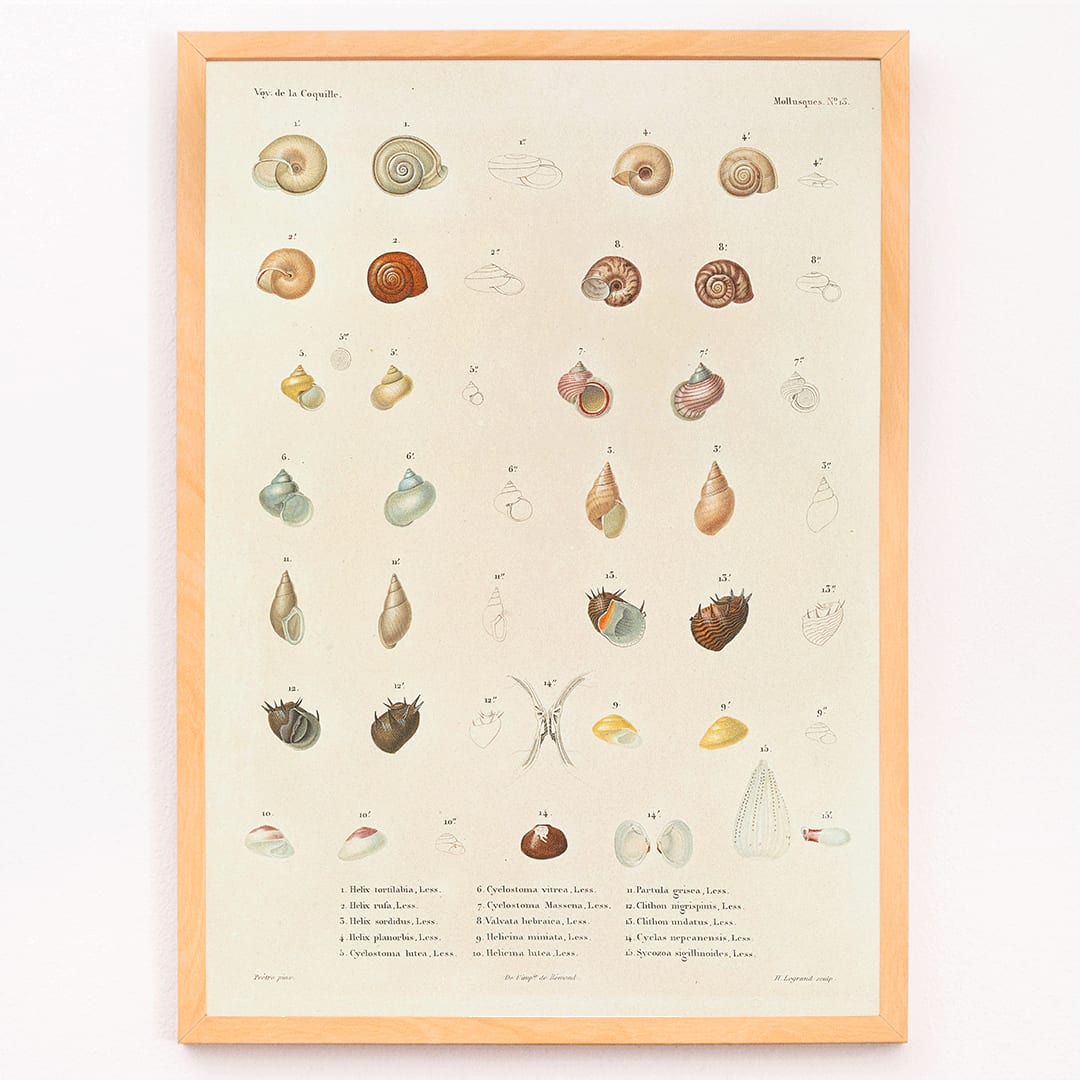 Sea shells illustration and poster from Voyage autour du monde by Louis Isidore Duperrey Pl 058, framed and displayed in modern living room decor