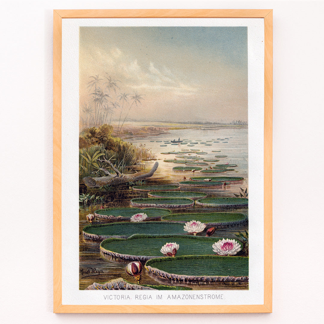 Closeup detail of Large water lilies and lush greenery on a tranquil river in the Amazon Forest Nenufar by The institute of Liepzieg poster