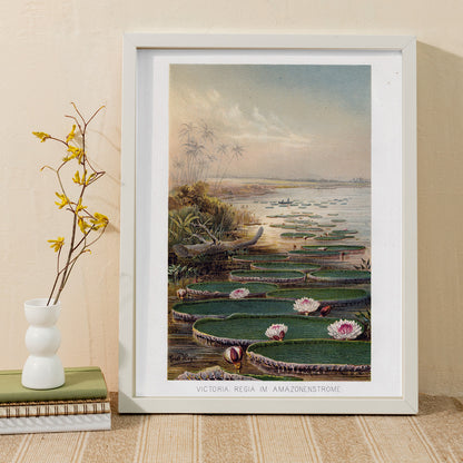 Large water lilies and lush greenery on a tranquil river in the Amazon Forest Nenufar by The institute of Liepzieg poster, framed and displayed in home decor