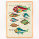 Il·lustracions colorides i surrealistes de peixos 4
