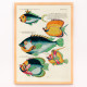 Il·lustracions colorides i surrealistes de peixos 6