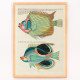 Il·lustracions colorides i surrealistes de peixos 8