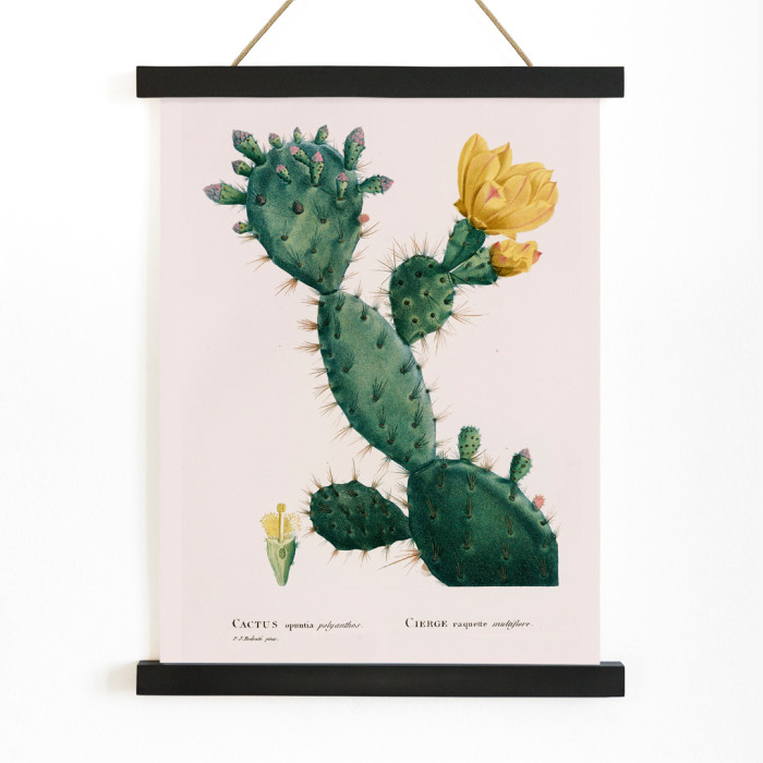 cactus de figuera